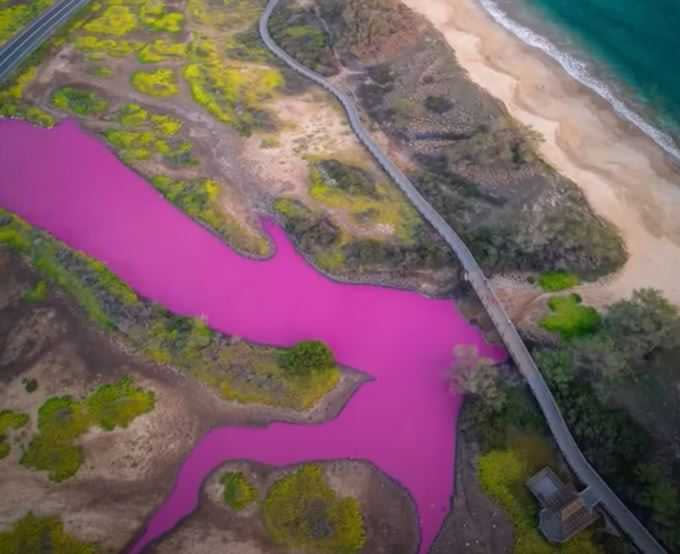 美國夏威夷毛伊島野生動物保護區的池塘，於近日呈現出非常夢幻的泡泡糖粉色。（圖／YouTube KHON2 News）
