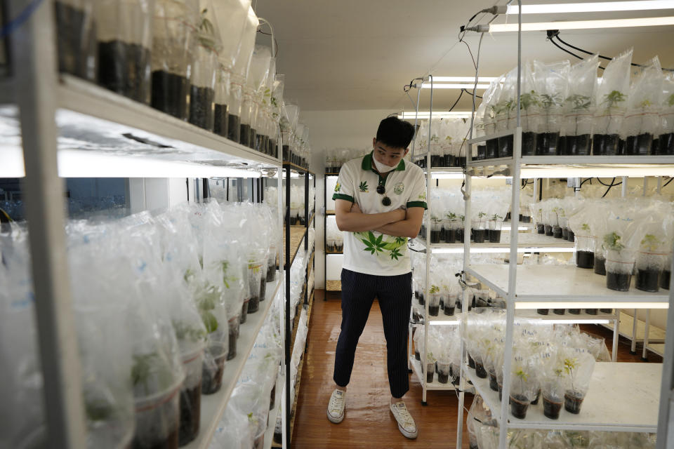 A businessman tours a cannabis farm in Chonburi province, eastern Thailand on June 5, 2022. Marijuana cultivation and possession in Thailand was decriminalized as of Thursday, June 9, 2022, like a dream come true for an aging generation of pot smokers who recall the kick the legendary Thai Stick variety delivered. (AP Photo/Sakchai Lalit)