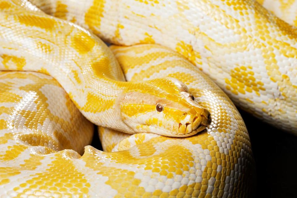 snake albino burmese python