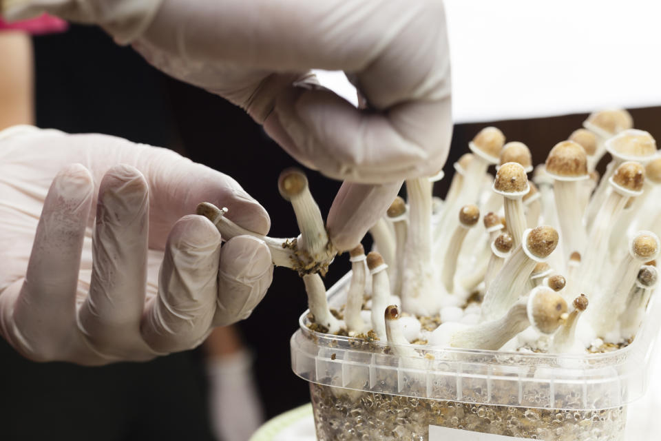 Psylocibin mushrooms growing in magic mushroom breads on an isolated plastic environment being collected by expert hands wearing white latex medical gloves. 