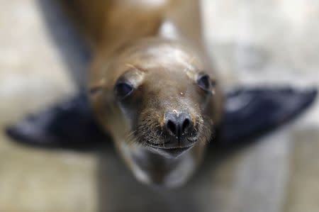 A rescued California sea lion pup looks up from her holding pen at Sea World San Diego in San Diego, California January 28, 2015. REUTERS/Mike Blake