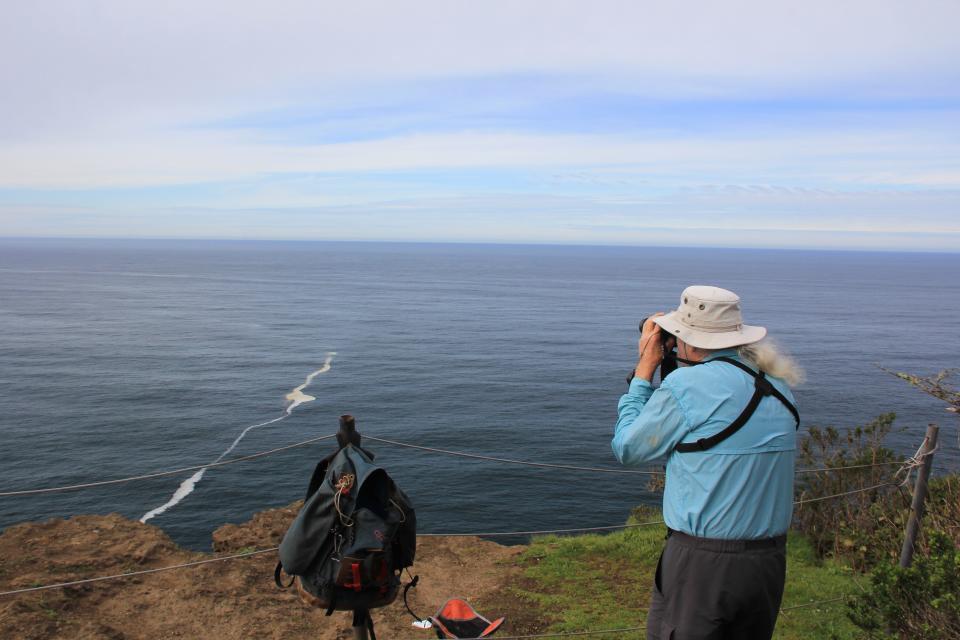 Cape Lookout can be a good spot to spot whales on the Oregon Coast