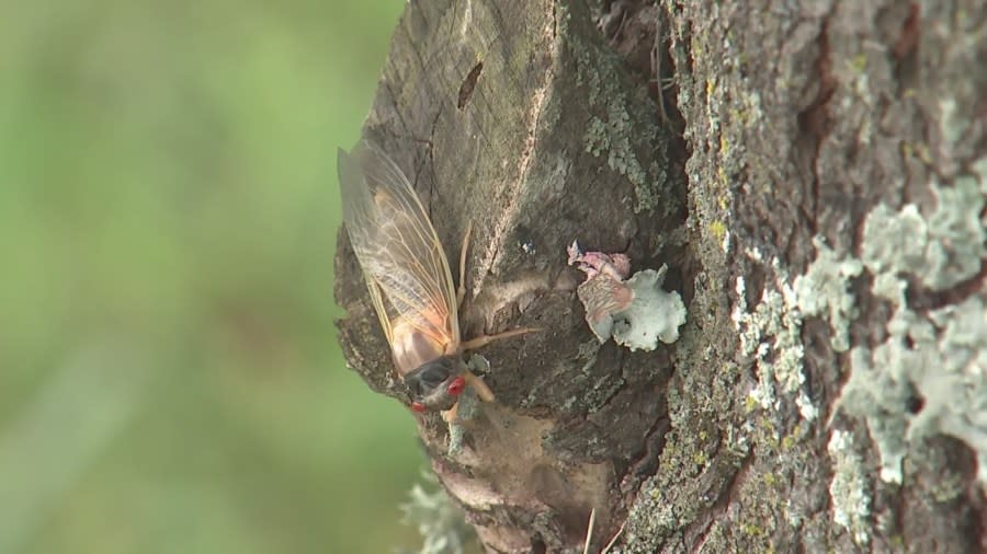 Nashville cicadas