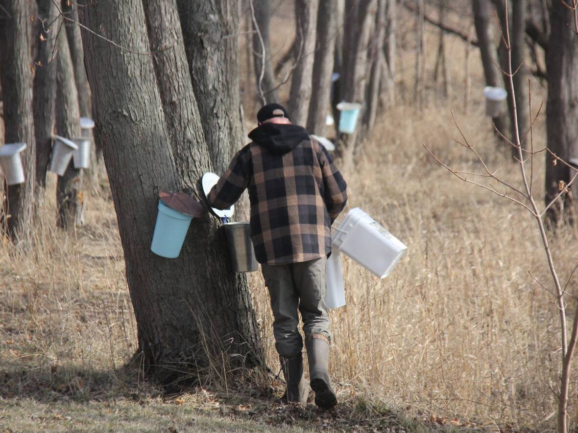 Rob Nadeau, owner of Ruscom Maple Farm in Lakeshore, takes a break from the early harvest. (Mike Evans/CBC - image credit)