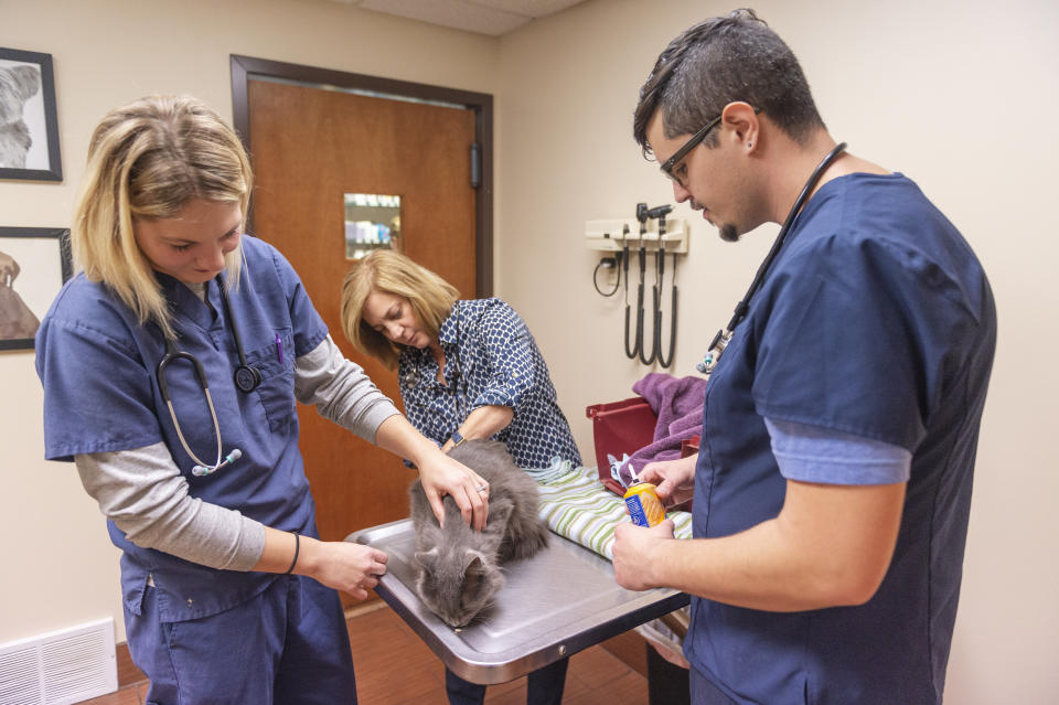 FILE - This photo taken Nov. 1, 2018, shows veterinarian Amy Keith giving Lincoln a rabies shot as Veterinary Nurse and Veterinarian Assistant Nate Johnson feed Lincoln cheese wiz at Valley West Veterinary Hospital in Charleston, W.Va. The U.S. government has begun scattering millions of packets of oral rabies vaccine from helicopters and planes over 13 states from Maine to Alabama. The major aim is to keep raccoons from spreading their strain of the deadly virus to states where it hasn't been found or isn't widespread, said field trial coordinator Jordona Kirby. (Craig Hudson/Charleston Gazette-Mail via AP)