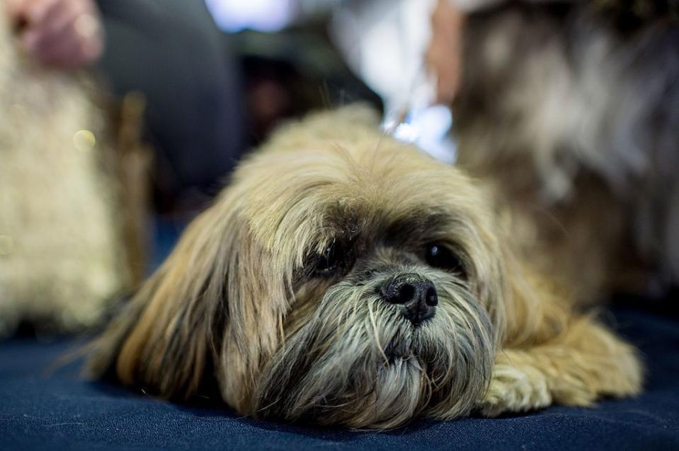 8) Lhasa Apso