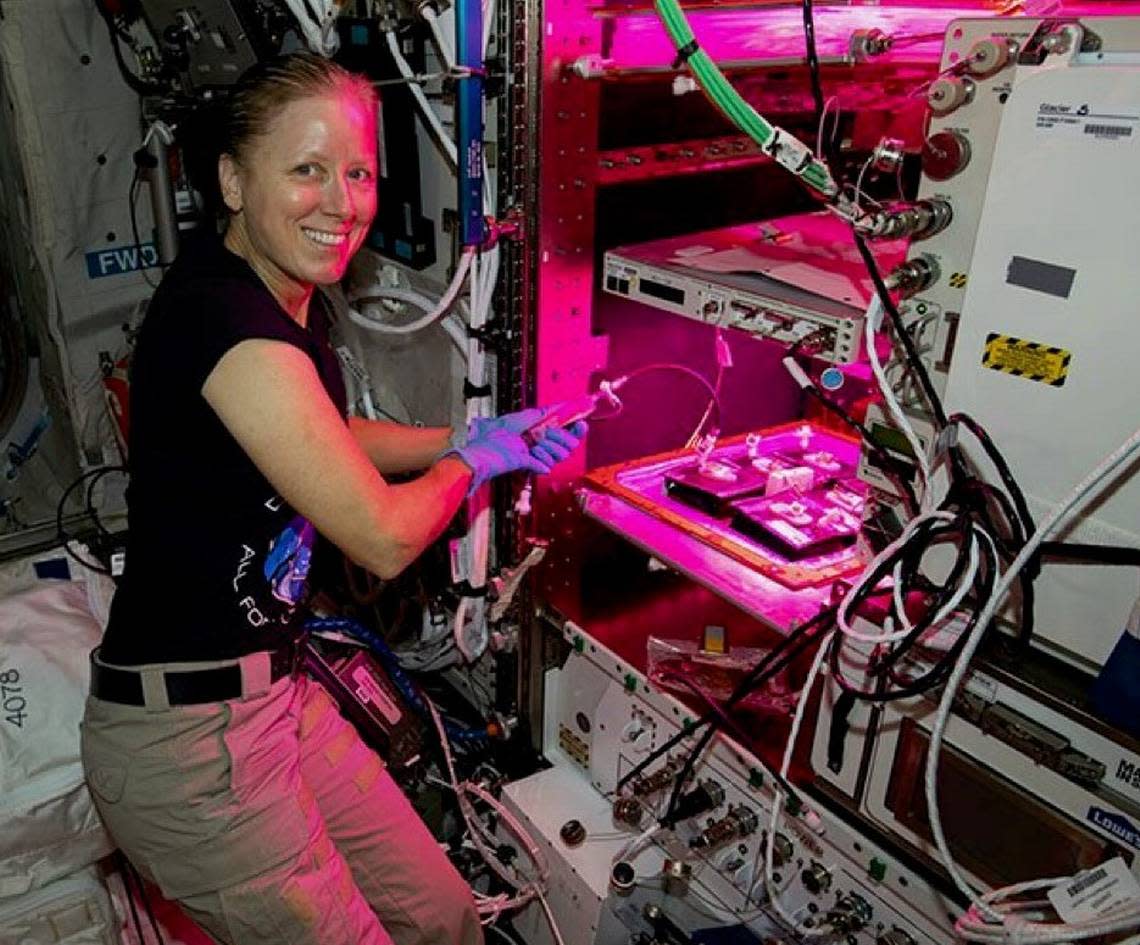 An astronaut aboard the International Space Station (ISS), a research facility that orbits the Earth, works in the Vegetable Production System (Veggie), a plant growth unit there.