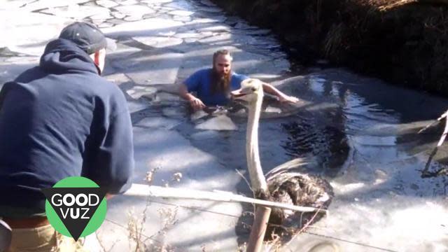 Dedicated Zookeeper Saves Ostrich from Freezing Water
