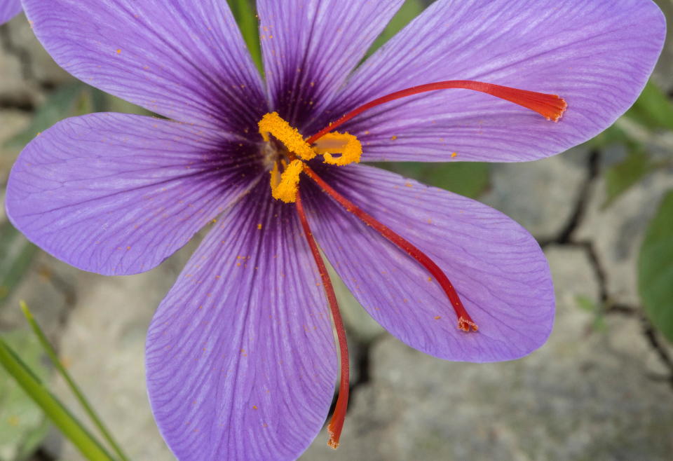 AUTUMN CROCUS