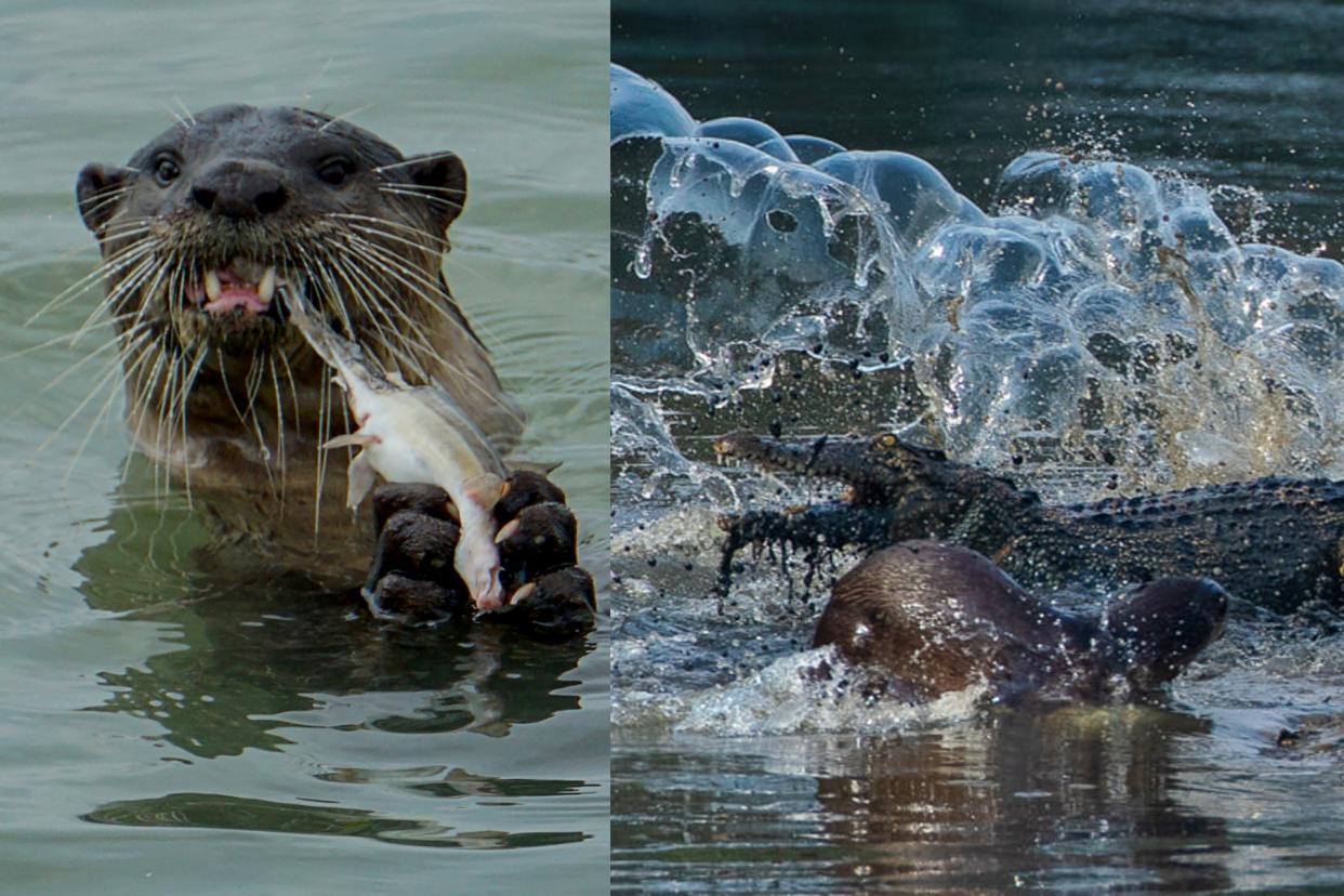 Otters in Singapore. (Photos: Roslan Rahman/AFP via Getty Images, Jimmy Wong)