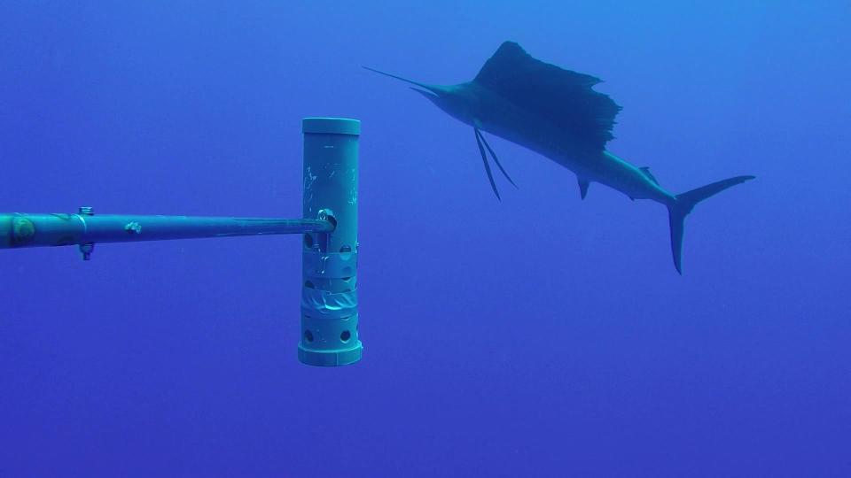 An Atlantic sailfish captured by one of the underwater camera systems. (Photo: Marine Futures Lab, UWA)