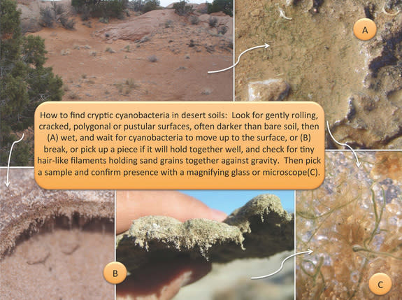 Biocrusts can be found throughout the arid regions of the American West.