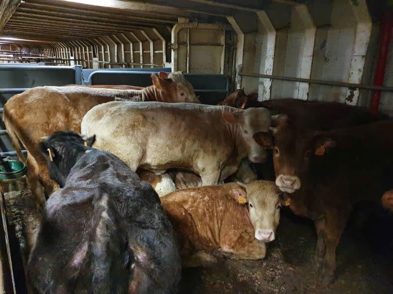 Cattle are seen on board of livestock ship "Karim Allah\