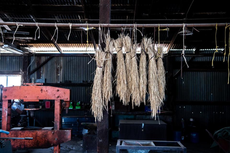 Bundles of rice hang inside a farm building