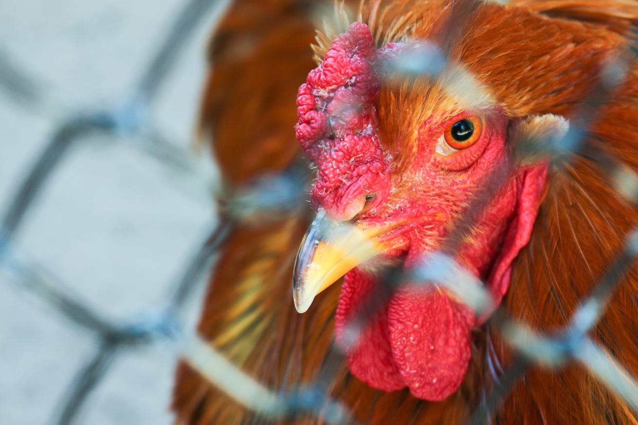 Chicken behind a wire fence