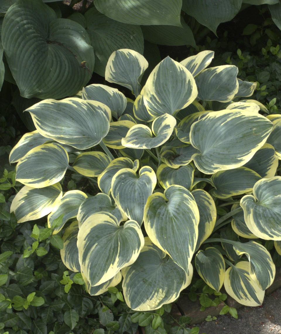 Pro Pick: First Frost Hosta