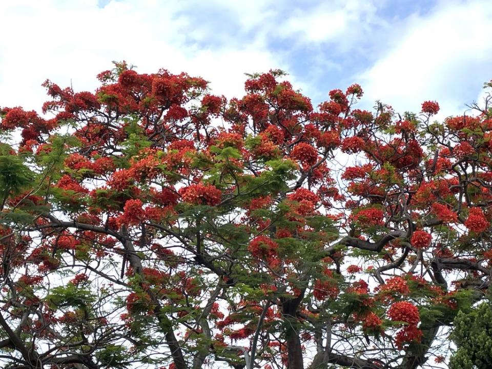 鳳凰花怒放，幾乎要染紅天空。（記者楊淑芬攝）