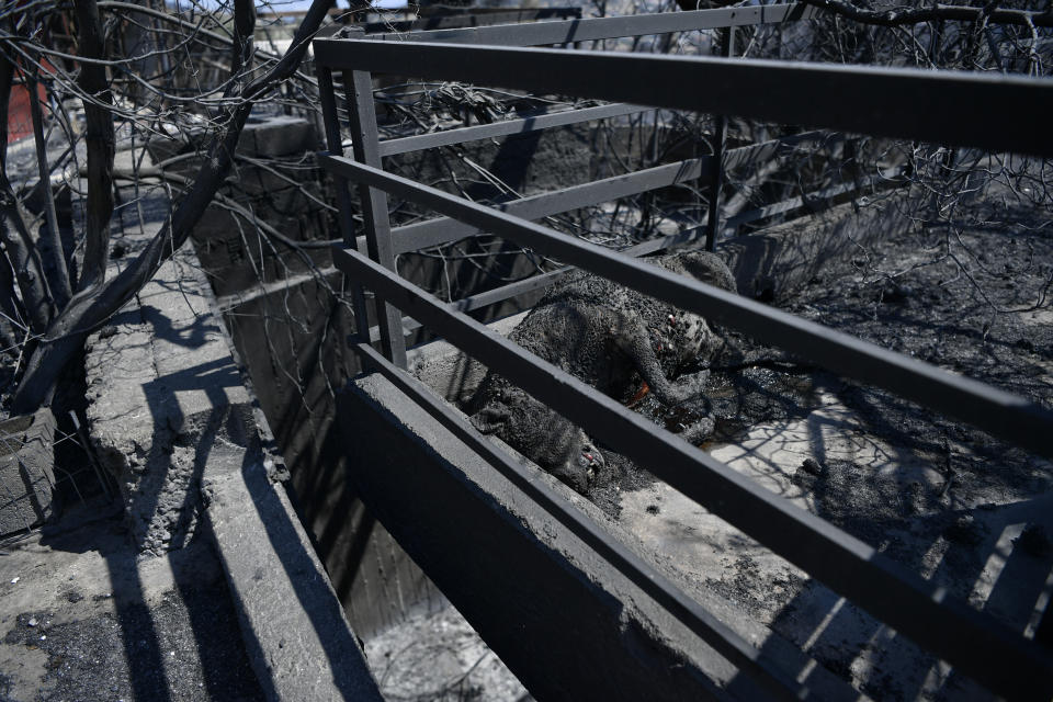 A burned dog lies dead in a house after a wildfire in the Fyli suburb, northwest Athens, Greece, Friday, Aug. 25, 2023. Authorities battling a major wildfire in northeastern Greece that has been described as the European Union's largest single fire recorded have recovered another body, the fire department says, bringing the total death toll of wildfires in Greece this week to 21. (AP Photo/Michael Varaklas)