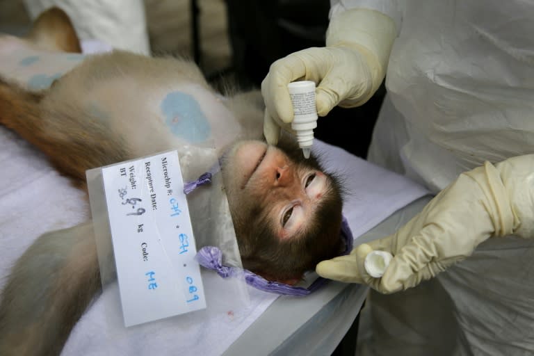 An assistant putting drops into a monkeys eyes to keep them moist before it under goes contraceptive surgery