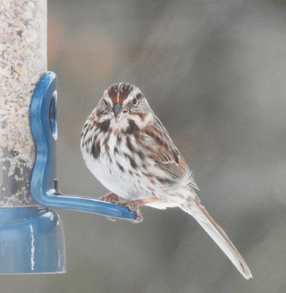 Song sparrow on feeder in North Berwick, Maine.