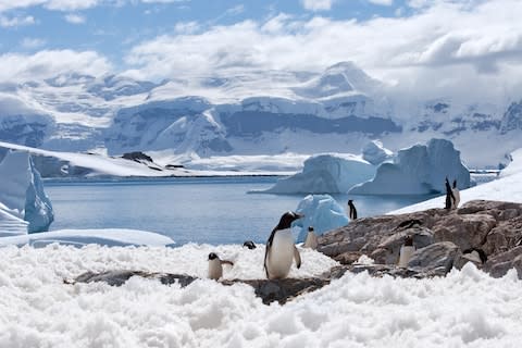 No hotels, but plenty on penguins - Credit: istock