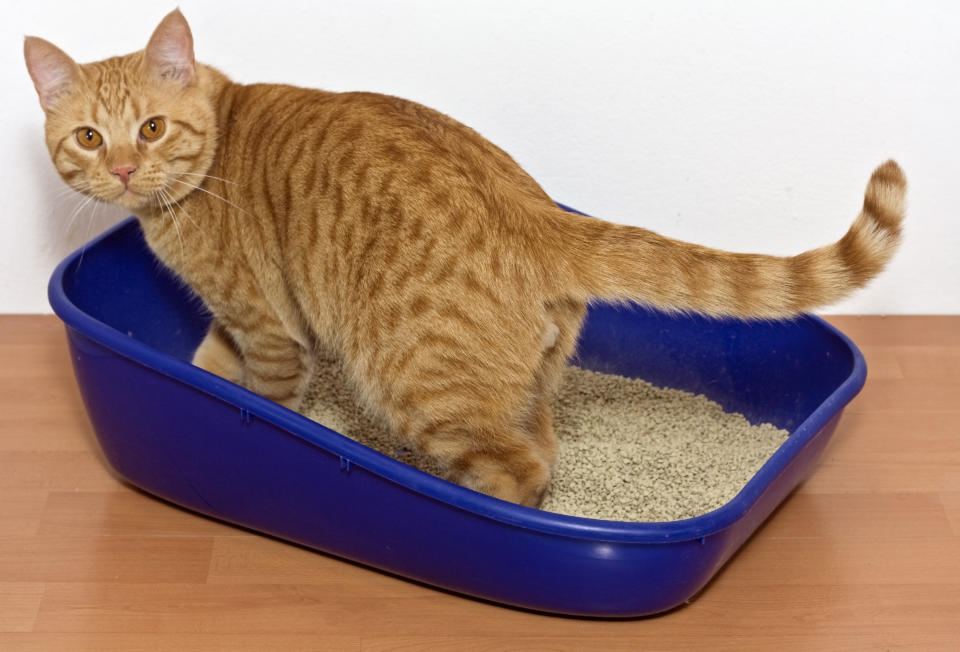 A cat walking into a litter box