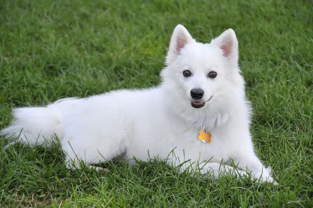 blendshapes / Getty Images American Eskimo Dogs are small snow dogs.