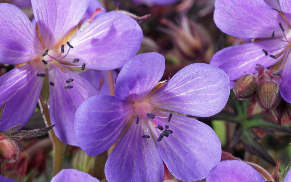 Geranium Midnight Reiter - gapphotos.com