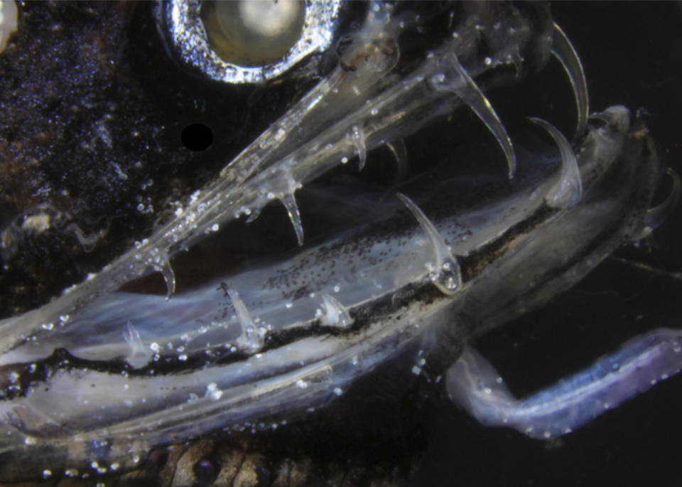 This March 2019 microscope photo provided by Audrey Velasco-Hogan shows a dragonfish and its teeth in the Deheyn Lab of the Scripps Institution of Oceanography in La Jolla, Calif. The deep-sea creature's teeth are transparent underwater - virtually invisible to prey. According to research released on Wednesday, June 5, 2019, they are made of the same materials as human teeth, but the microscopic structure is different. And as a result, light doesn’t reflect off the surface. (Audrey Velasco-Hogan via AP)