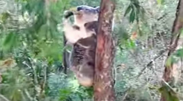 At the end of the second clip, the joey is once again back with its mother in the tree. Source: Sue Moxon/ YouTube