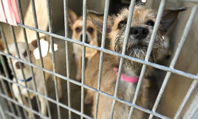 Los Angeles, California June 22, 2022- Dogs wait to be adopted in a cage at the Chesterfield Square Animal Services Center in Los Angeles. (Wally Skalij/Los Angeles Times)