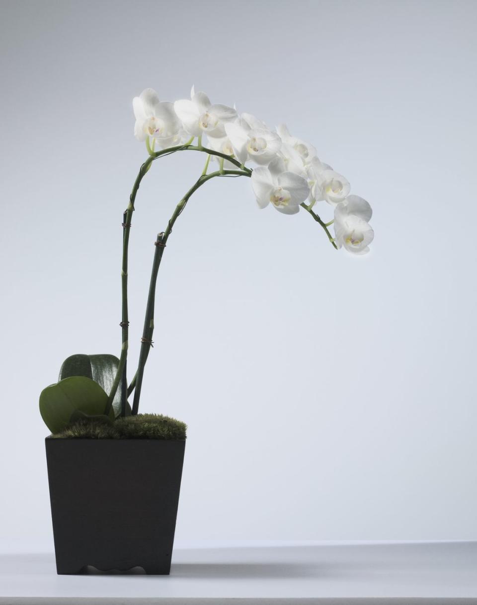 a white flower in a pot