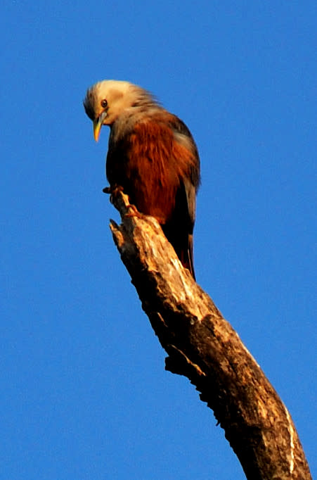 Chestnut-tailed starling <br><br>Relatives of the mynas, the starlings are noisy, active birds that are often found in large flocks. I was walking around the Tambdi Surla temple when this Chestnut-tailed Starling (Sturnia malabarica) was looking down at me , perhaps wondering if I had anything in store for it. <br><br>Photo: <a href="http://backpakker.blogspot.com" rel="nofollow noopener" target="_blank" data-ylk="slk:Lakshmi Sharath;elm:context_link;itc:0;sec:content-canvas" class="link ">Lakshmi Sharath</a><br><br><a href="http://in.lifestyle.yahoo.com/submissions.html" data-ylk="slk:Submit your finest bird photographs;elm:context_link;itc:0;sec:content-canvas;outcm:mb_qualified_link;_E:mb_qualified_link;ct:story;" class="link  yahoo-link">Submit your finest bird photographs</a> or share them with our Flickr pool. The best photos will be published here.