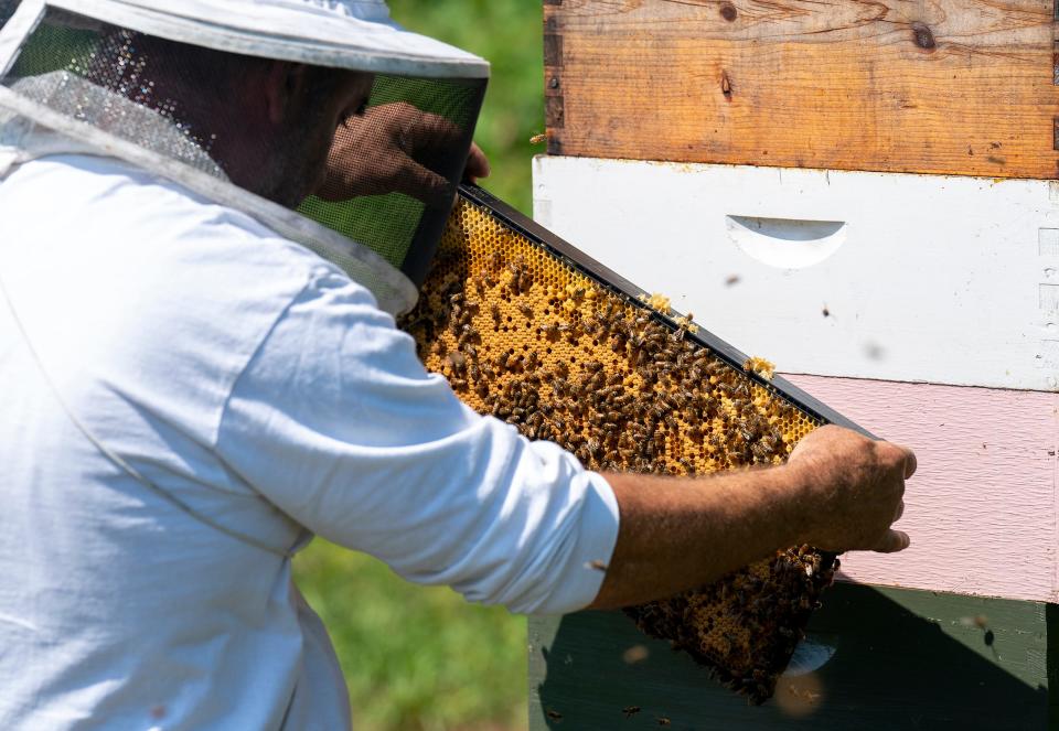 The Winterthur beekeeper, George Datto inspects the beehive at the Winterthur in Wilmington on Tuesday, June 18, 2024.