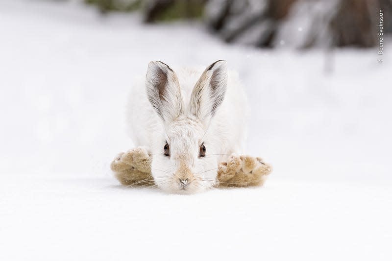 Photo: Deena Sveinsson / Wildlife Photographer of the Year