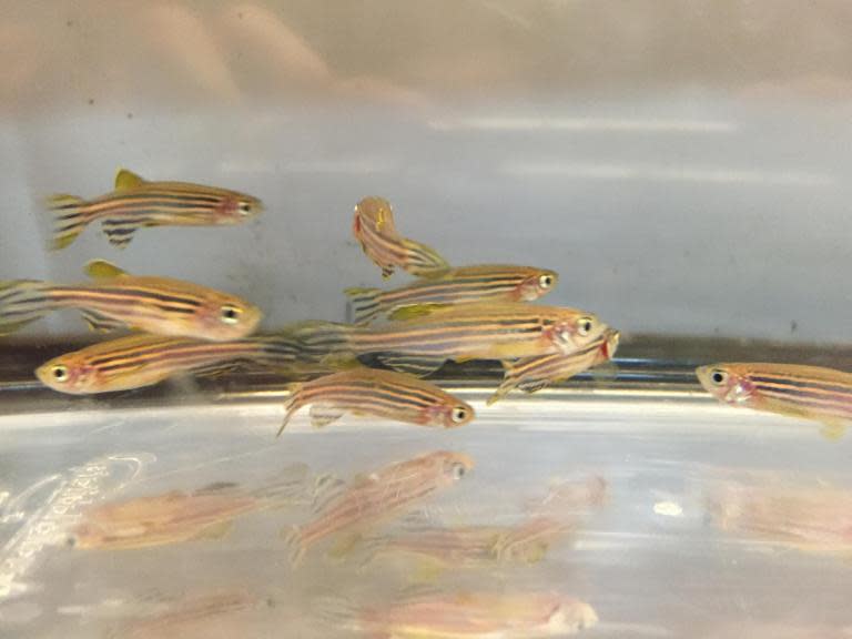 Zebrafish willingly dose themselves with opioid drugs, discover scientists