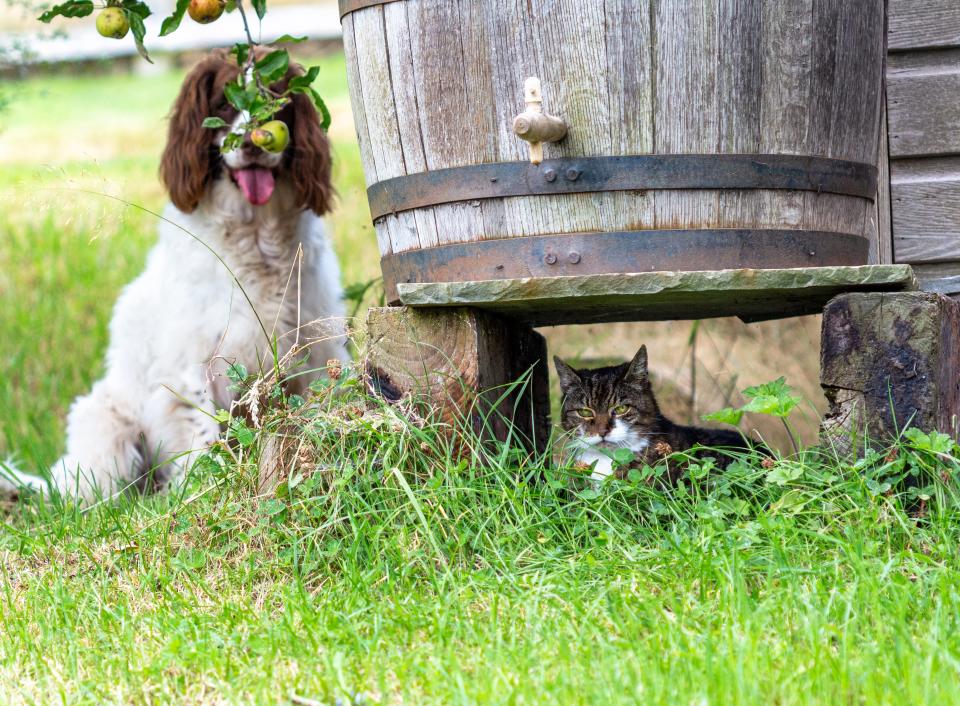 A dog sits behind a plant.