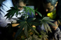 People inspect a marijuana plant during a workshop on how to grow an indoor plant at pro-cannabis Daya Foundation headquarters in Santiago, Chile May 19, 2017. REUTERS/Ivan Alvarado