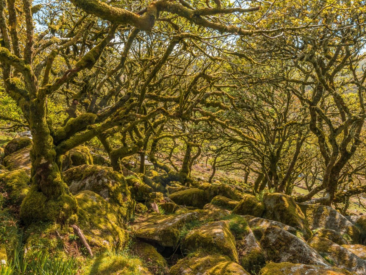 Wistman's Wood in Dartmoor is all that remains of an ancient forest which covered the area until mesolithic hunter-gatherers cleared woods in the area about 7,000 years ago  (Getty)