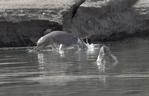 Erecting a dam on the Indus River won't just affect countries downstream, but would impact the livelihood of the Indus River dolphin<i>. Photo: Reuters<br></i>