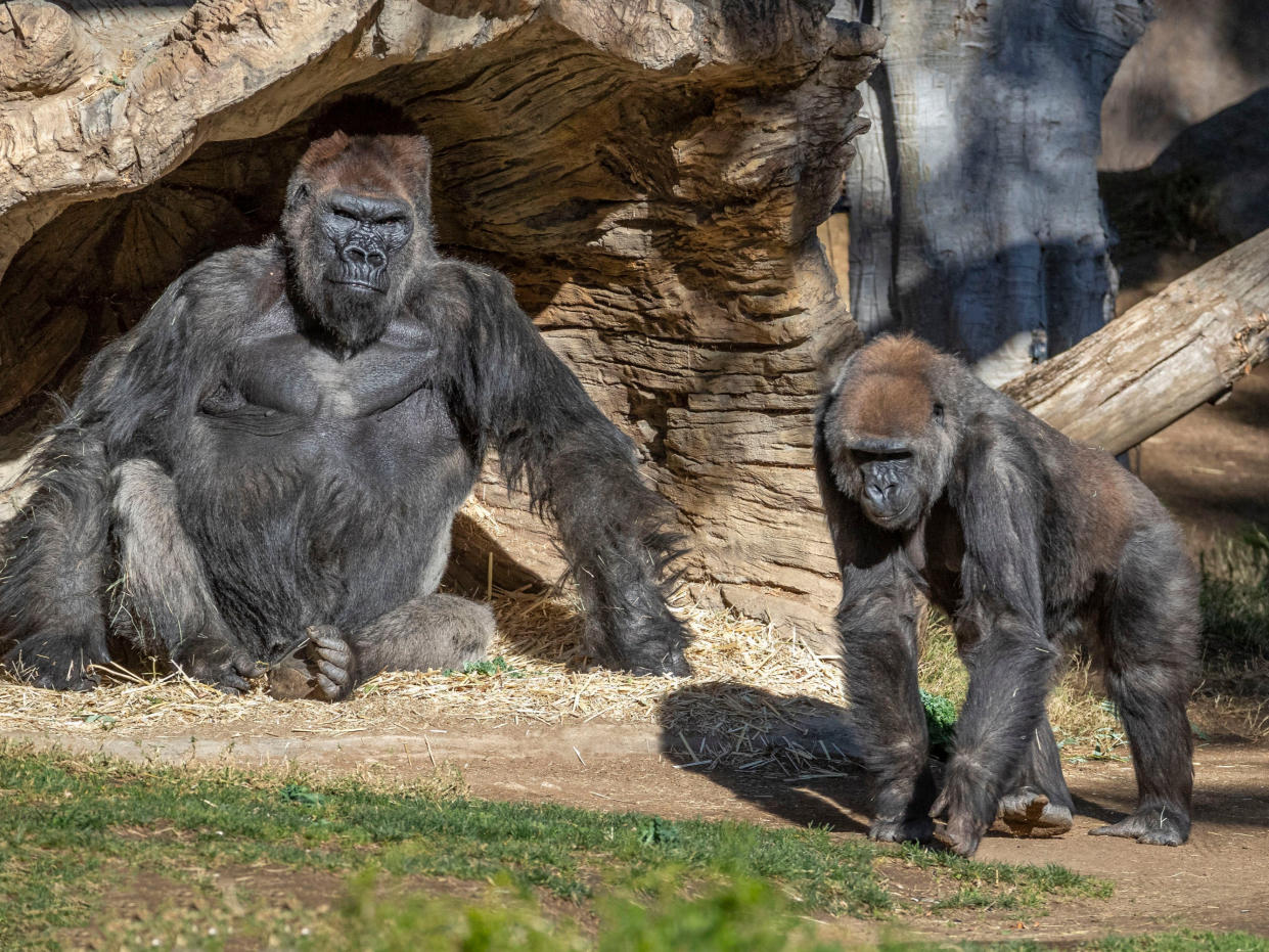 <p>The gorilla troop at the San Diego Zoo Safari Park in Escondido, California. </p> (AP)