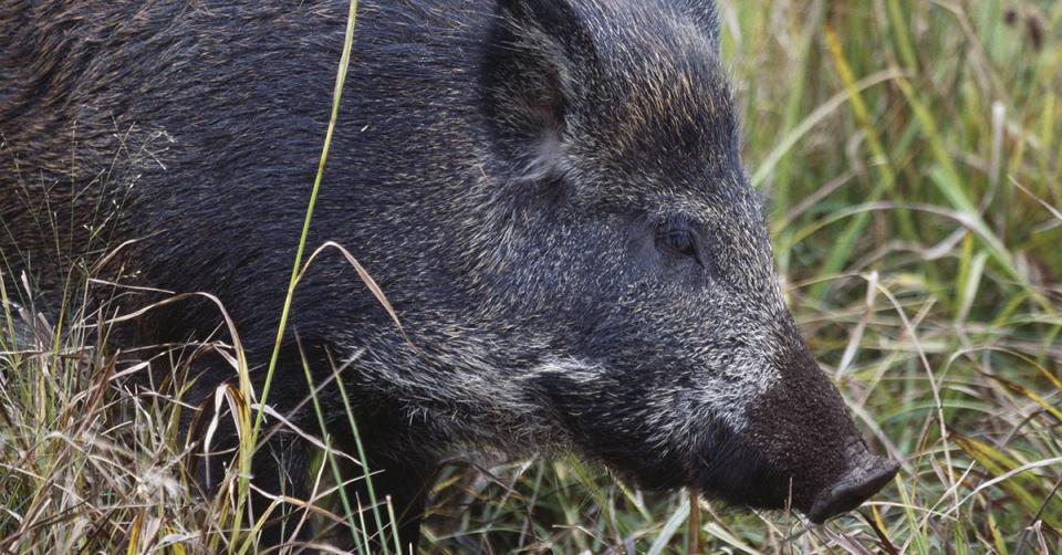 Wild pig stock photo. Credit: DeAgostini / Getty Images