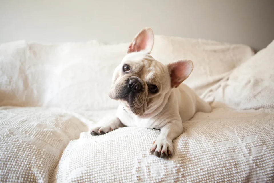 A French Bulldog sitting in bed.