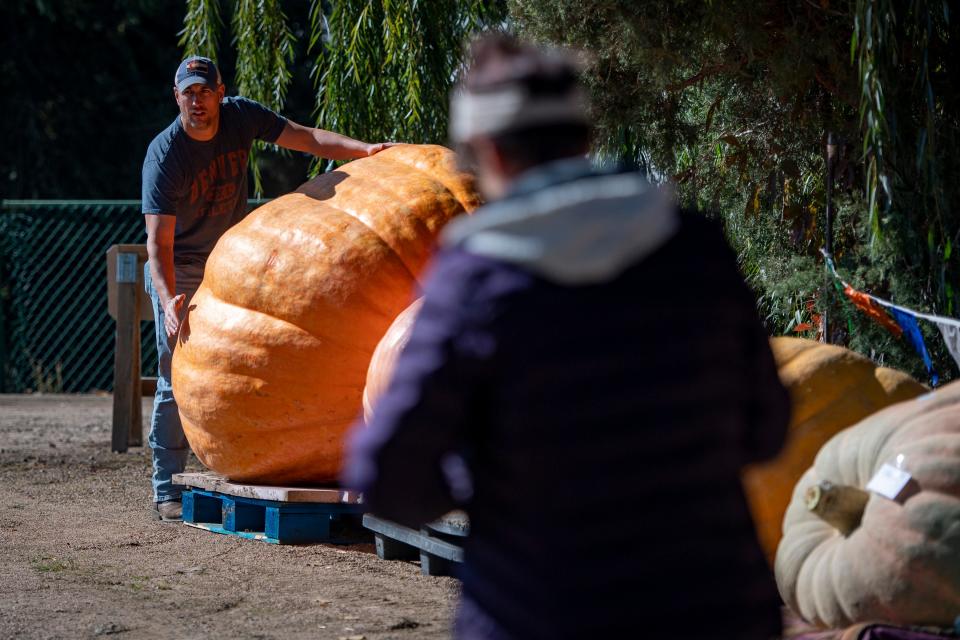 Brad Bledsoe looks over a pumpkin entered in the Fort Collins Nursery's Giant Pumpkin Weigh-Off and Fall Jamboree in Fort Collins, Colo. on Saturday, Oct. 8, 2022.