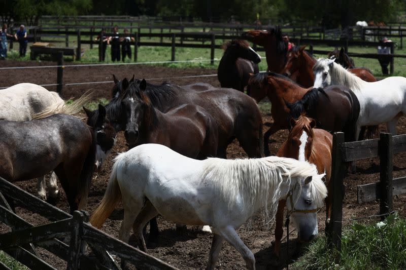 Argentinian woman gives mistreated horses second chance of life in a sanctuary