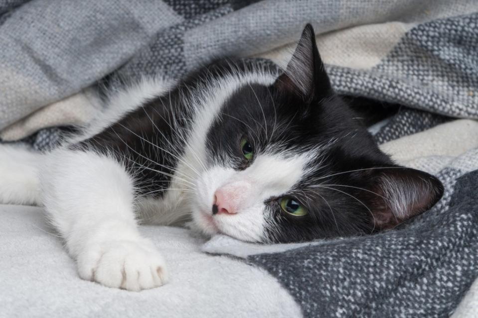 Sick cat wrapped in blanket, requiring penicillin.