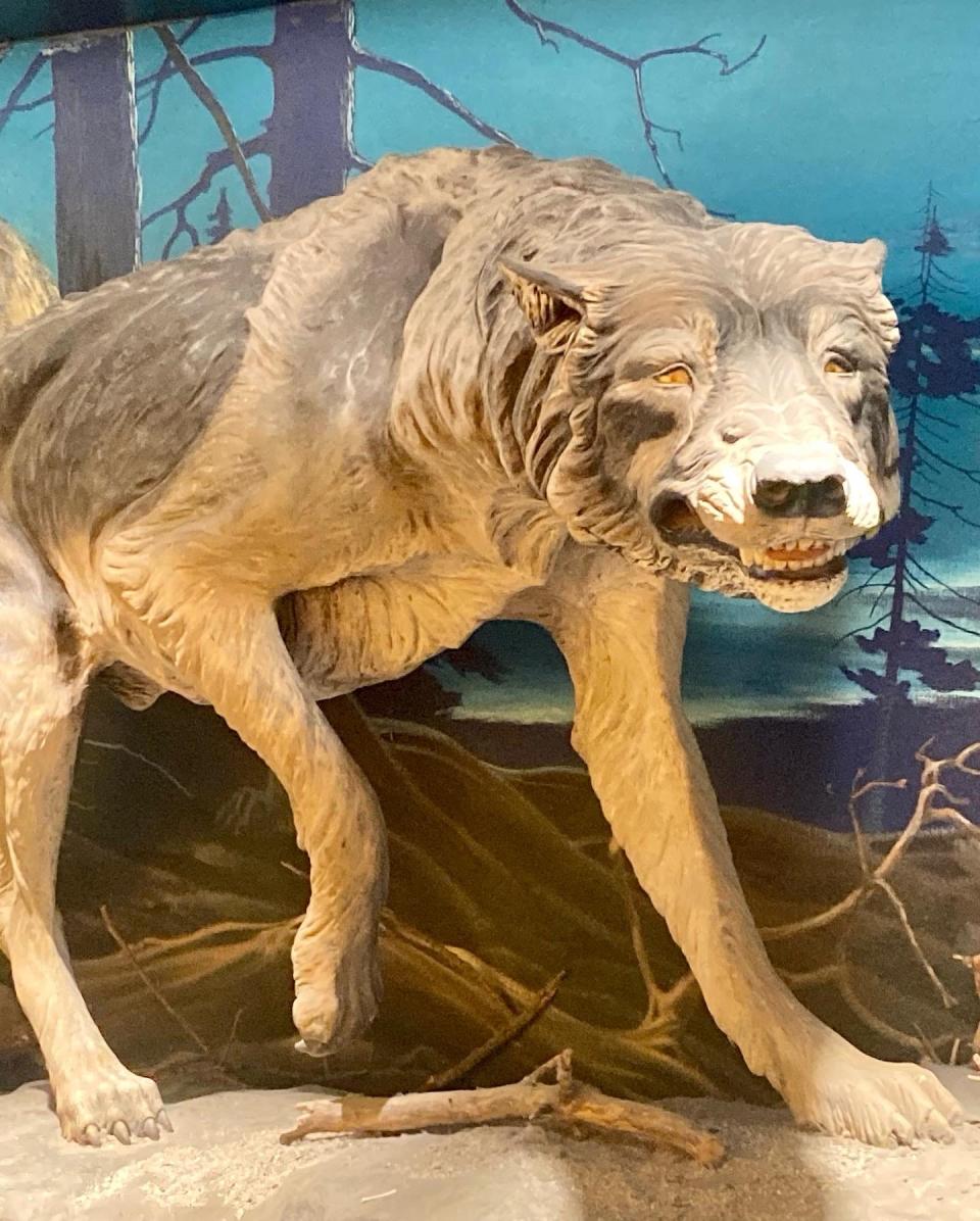 Skulls of over 1600 dire wolves were found in the tar pits, each larger than modern grey wolves.