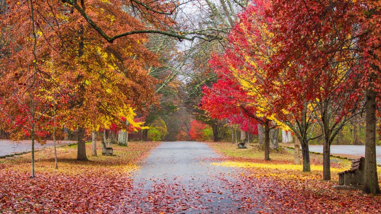 fall trees road