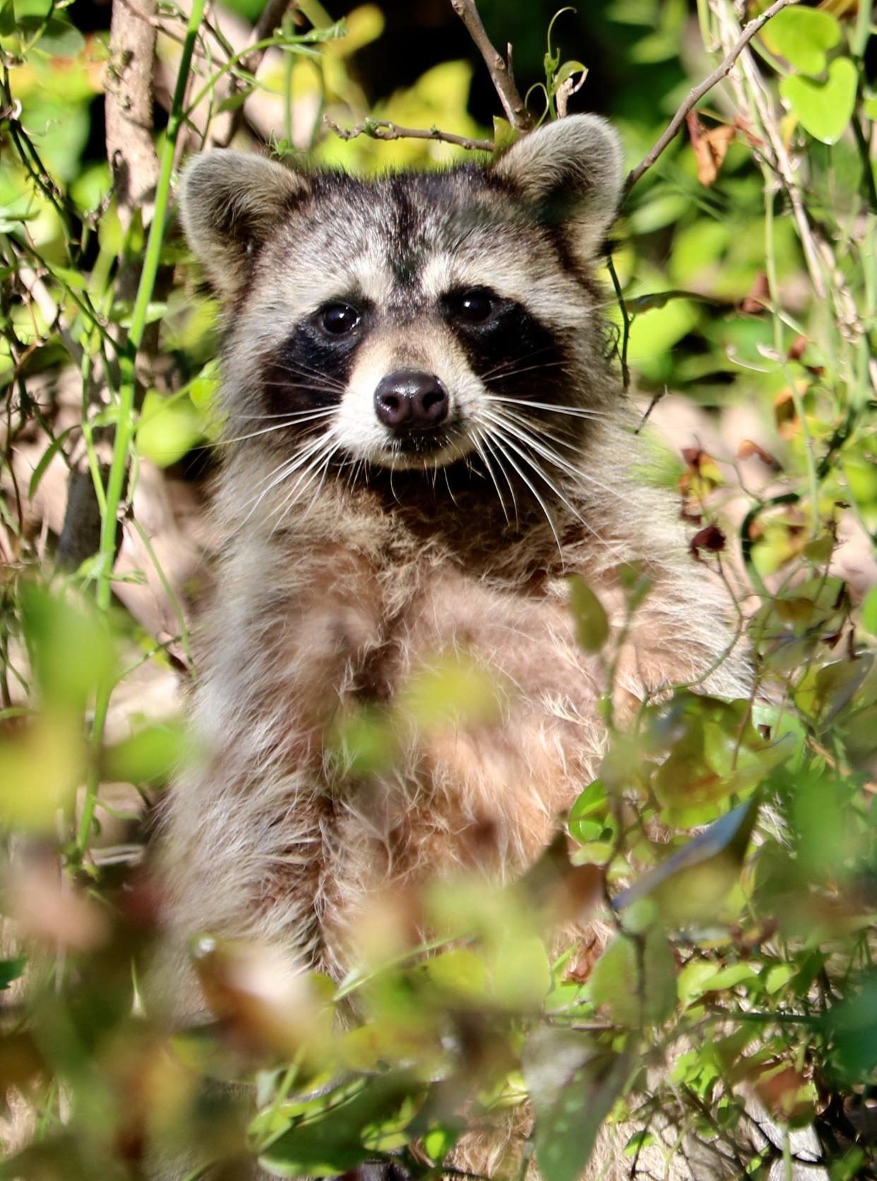 Raccoon observed at Lake Arrowhead State Park