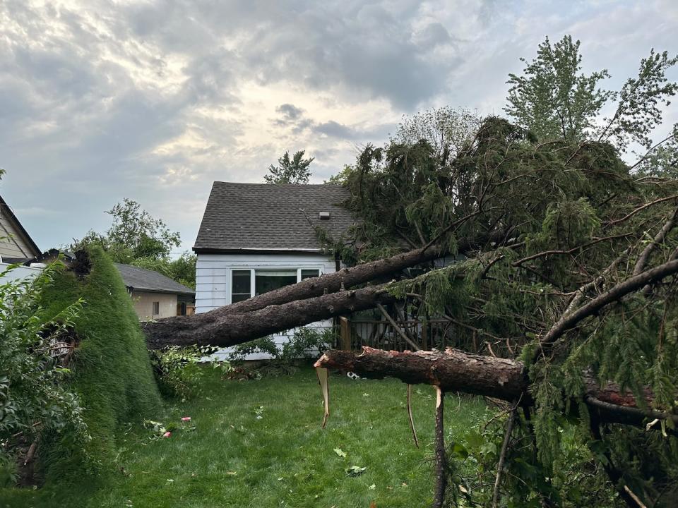 A massive tree in Harrow was downed by a severe thunderstorm and strong winds in the region on Wednesday, July 26, 2023. The tree collapsed onto a nearby home. (Meg Roberts/CBC - image credit)